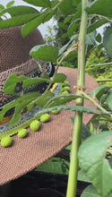 Load and play video in Gallery viewer, Mauna Loa Panama Hat [coffee]
